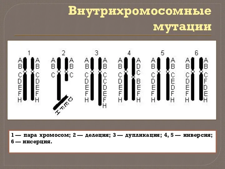 Внутрихромосомные мутации 1 — пара хромосом; 2 — делеция; 3