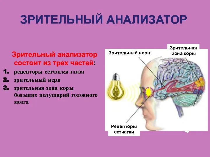 Зрительный анализатор состоит из трех частей: рецепторы сетчатки глаза зрительный