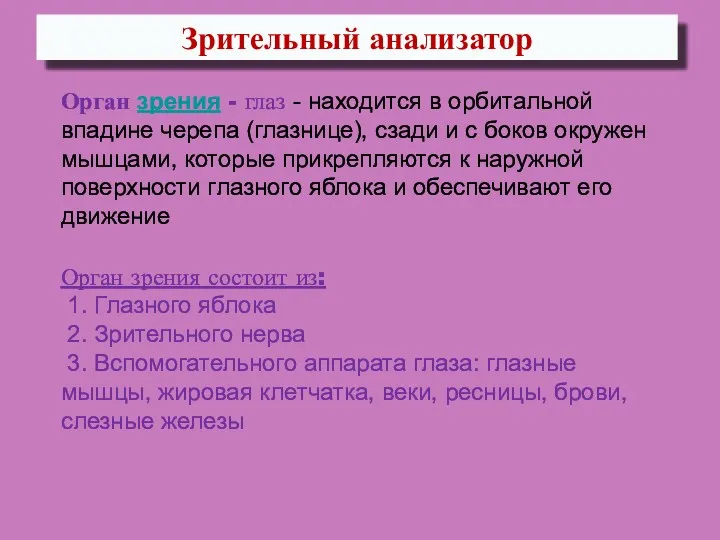 Зрительный анализатор Орган зрения - глаз - находится в орбитальной