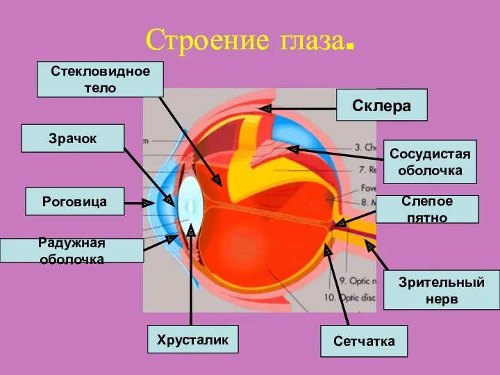 Строение глаза. Склера Роговица Радужная оболочка Зрачок Хрусталик Сетчатка Сосудистая