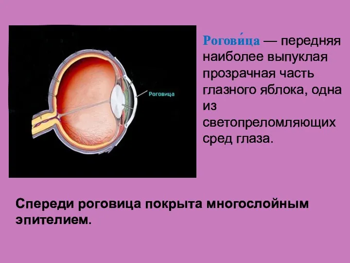 Спереди роговица покрыта многослойным эпителием. Рогови́ца — передняя наиболее выпуклая