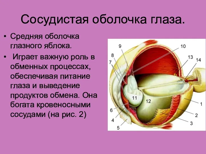 Сосудистая оболочка глаза. Средняя оболочка глазного яблока. Играет важную роль