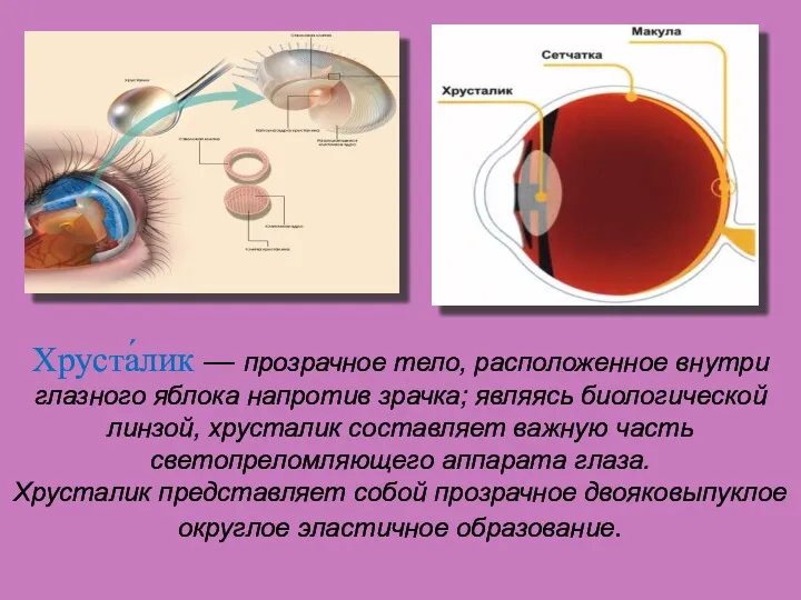 Хруста́лик — прозрачное тело, расположенное внутри глазного яблока напротив зрачка;