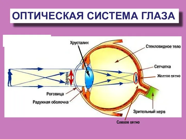 ОПТИЧЕСКАЯ СИСТЕМА ГЛАЗА Желтое пятно Слепое пятно