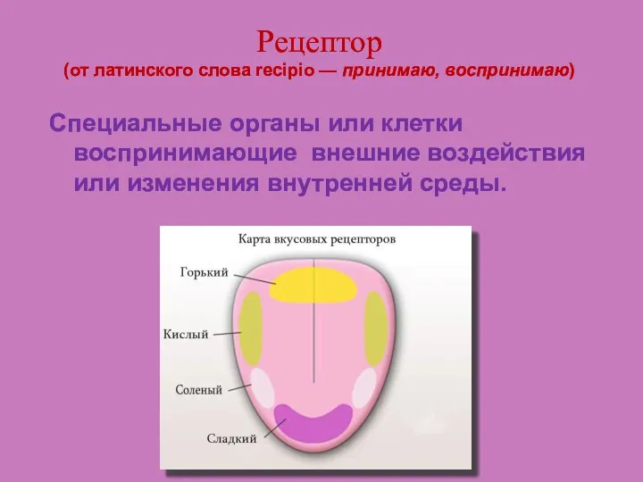 Рецептор (от латинского слова recipio — принимаю, воспринимаю) Специальные органы