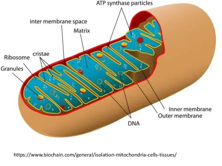 https://www.biochain.com/general/isolation-mitochondria-cells-tissues/