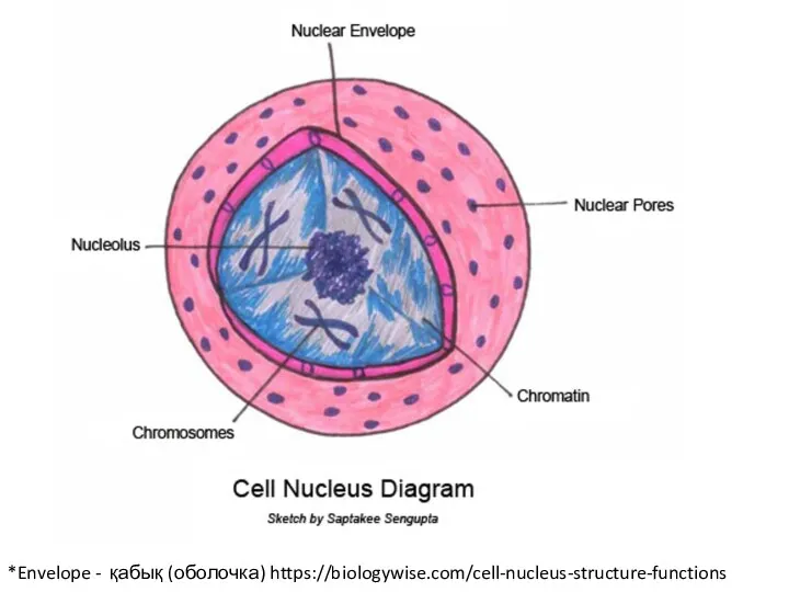 *Envelope - қабық (оболочка) https://biologywise.com/cell-nucleus-structure-functions