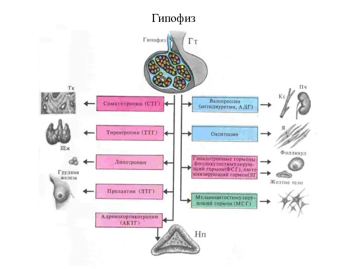 Гипофиз