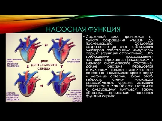 НАСОСНАЯ ФУНКЦИЯ Сердечный цикл происходит от одного сокращения мышцы до последующего. Создается сокращение