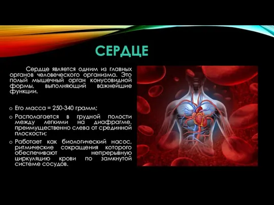 СЕРДЦЕ Сердце является одним из главных органов человеческого организма. Это полый мышечный орган
