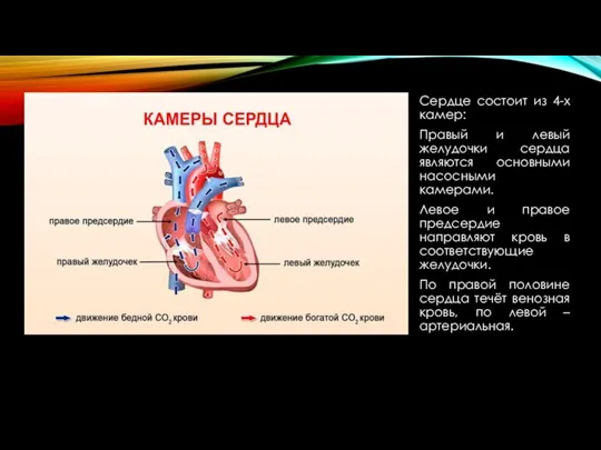 Сердце состоит из 4-х камер: Правый и левый желудочки сердца являются основными насосными