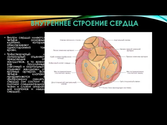 ВНУТРЕННЕЕ СТРОЕНИЕ СЕРДЦА Внутри сердца имеются четыре основных клапана, которые