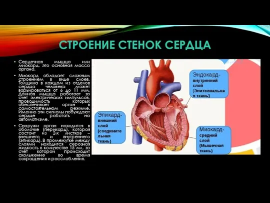 СТРОЕНИЕ СТЕНОК СЕРДЦА Сердечная мышца или миокард, это основная масса органа. Миокард обладает