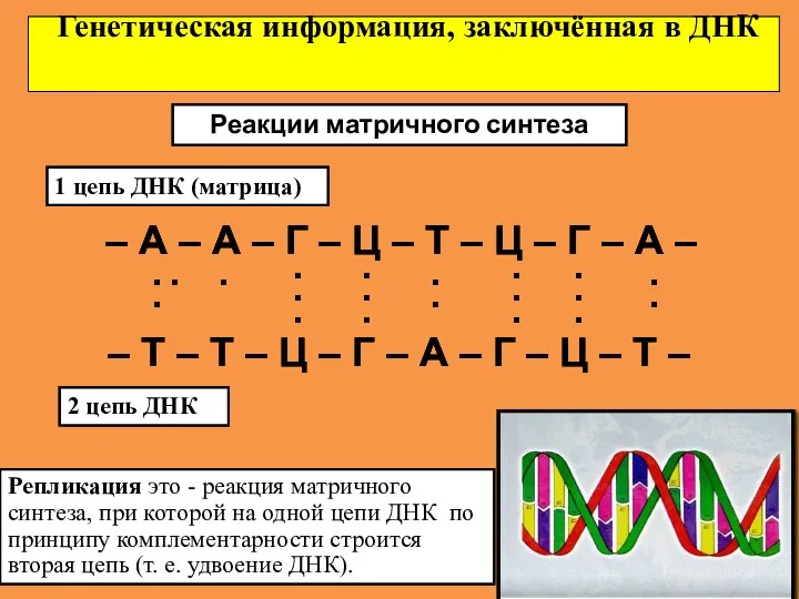Генетическая информация, заключённая в ДНК Реакции матричного синтеза 1 цепь ДНК (матрица) –