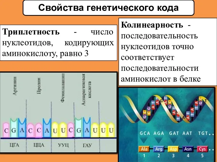 Триплетность - число нуклеотидов, кодирующих аминокислоту, равно 3 Свойства генетического кода Колинеарность -