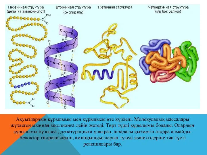 Ақуыздардың құрылымы мен құрылысы өте күрделі. Молекулалық массалары жүздеген мыңнан