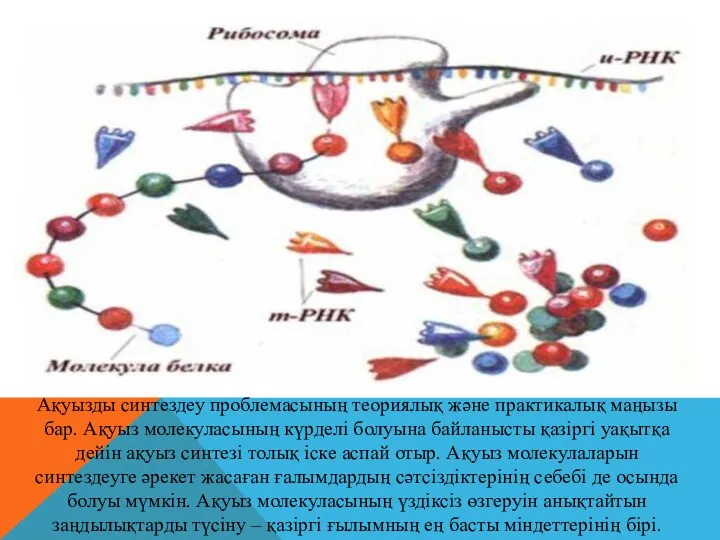 Ақуызды синтездеу проблемасының теориялық және практикалық маңызы бар. Ақуыз молекуласының