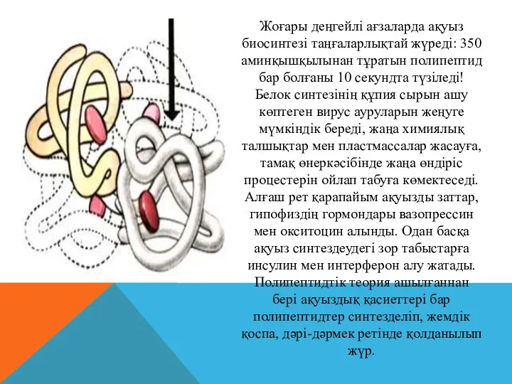 Жоғары деңгейлі ағзаларда ақуыз биосинтезі таңғаларлықтай жүреді: 350 аминқышқылынан тұратын