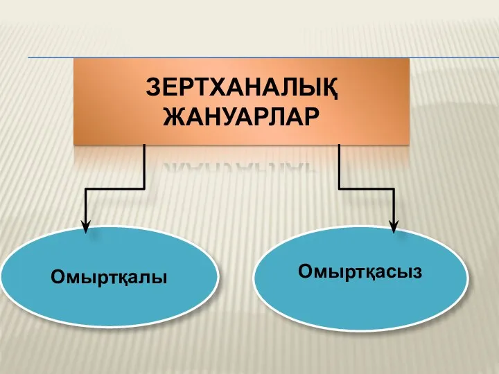 Омыртқасыз ЗЕРТХАНАЛЫҚ ЖАНУАРЛАР Омыртқалы