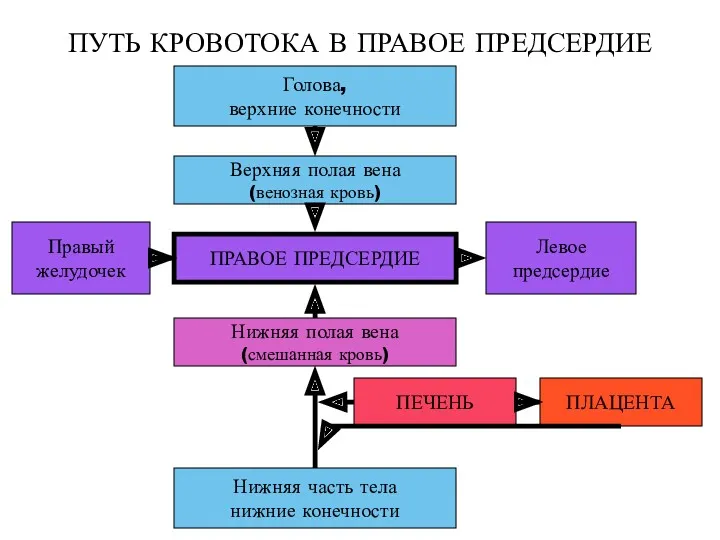 ПУТЬ КРОВОТОКА В ПРАВОЕ ПРЕДСЕРДИЕ ПРАВОЕ ПРЕДСЕРДИЕ Голова, верхние конечности