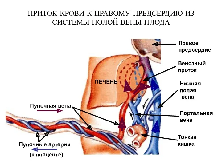 ПРИТОК КРОВИ К ПРАВОМУ ПРЕДСЕРДИЮ ИЗ СИСТЕМЫ ПОЛОЙ ВЕНЫ ПЛОДА