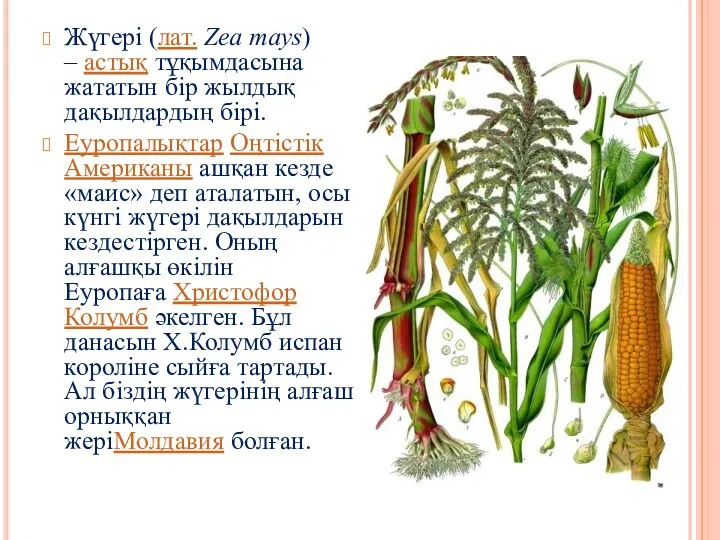 Жүгері (лат. Zea mays) – астық тұқымдасына жататын бір жылдық