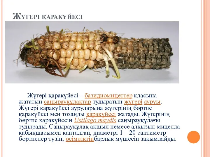 Жүгері қаракүйесі Жүгері қаракүйесі – базидиомицеттер класына жататын саңырауқұлақтар тудыратын