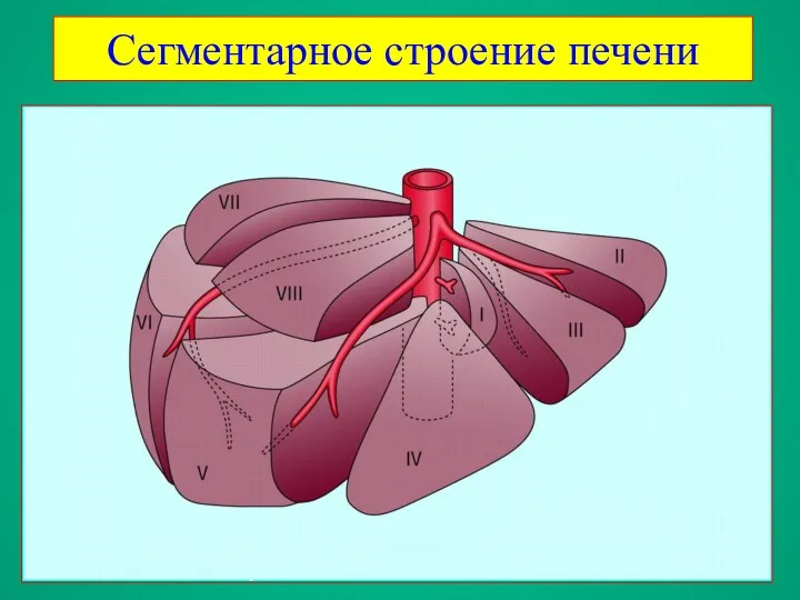 Сегментарное строение печени