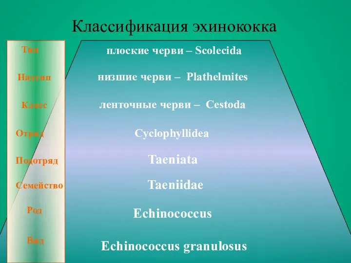 Классификация эхинококка плоские черви – Scolecida низшие черви – Plathelmites