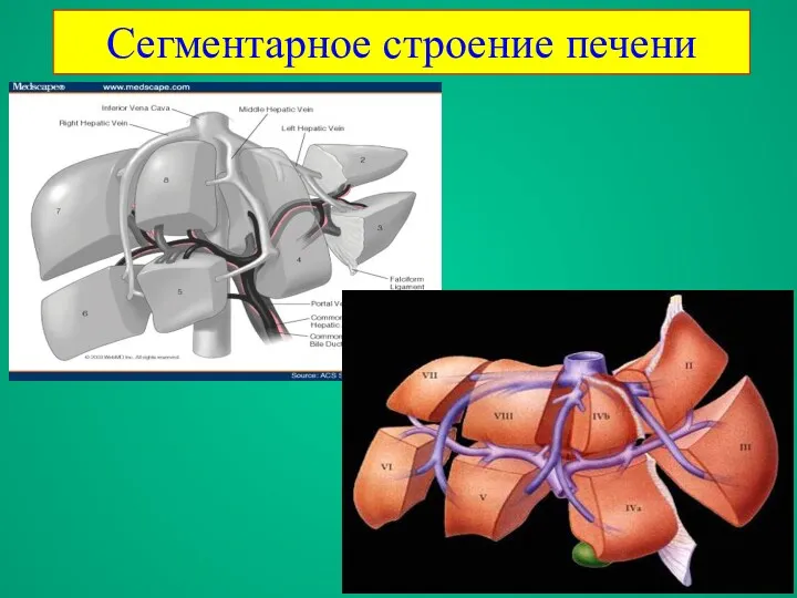 Сегментарное строение печени