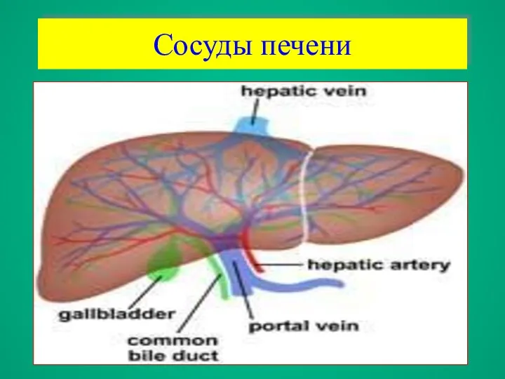 Сосуды печени