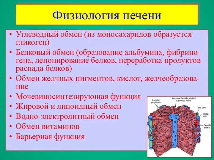 Физиология печени Углеводный обмен (из моносахаридов образуется гликоген)‏ Белковый обмен