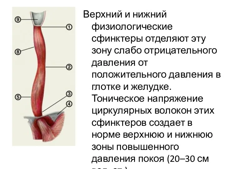 Верхний и нижний физиологические сфинктеры отделяют эту зону слабо отрицательного