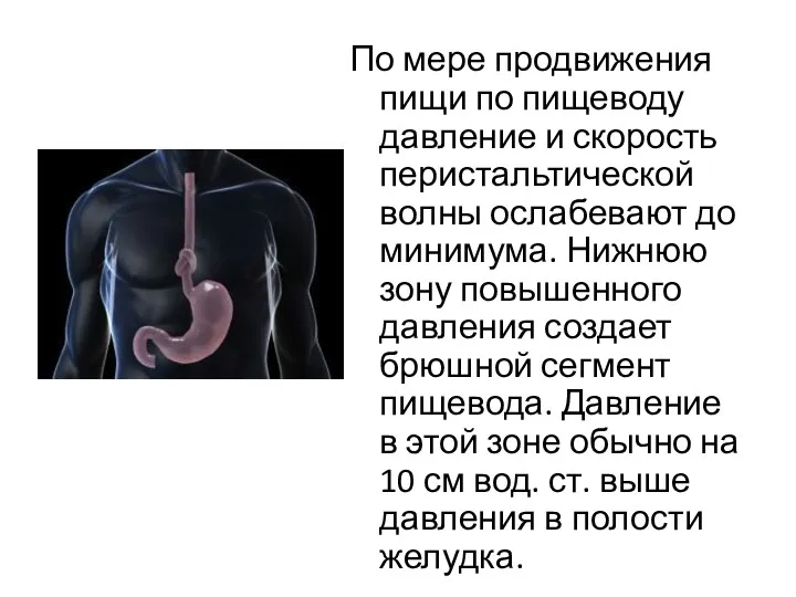 По мере продвижения пищи по пищеводу давление и скорость перистальтической