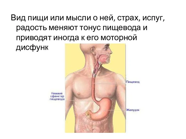 Вид пищи или мысли о ней, страх, испуг, радость меняют