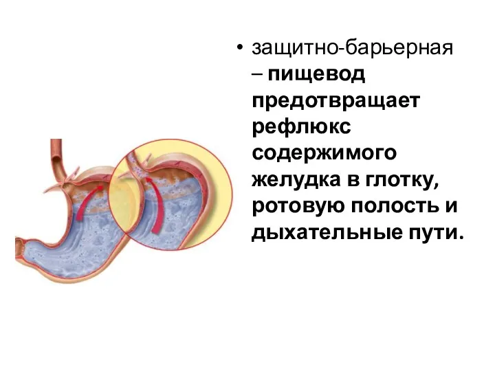 защитно-барьерная – пищевод предотвращает рефлюкс содержимого желудка в глотку, ротовую полость и дыхательные пути.