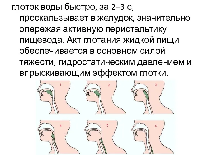 глоток воды быстро, за 2–3 с, проскальзывает в желудок, значительно