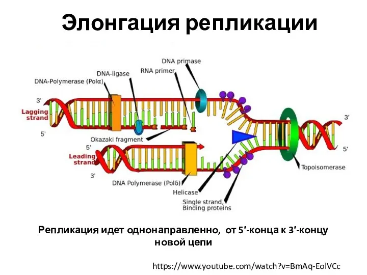 https://www.youtube.com/watch?v=BmAq-EolVCc Элонгация репликации Репликация идет однонаправленно, от 5′-конца к 3′-концу новой цепи ДНК-лигаза