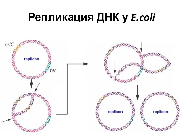 Репликация ДНК у E.coli