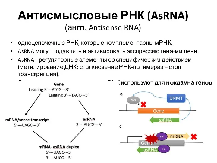 Антисмысловые РНК (AsRNA) (англ. Antisense RNA) одноцепочечные РНК, которые комплементарны мРНК. AsRNA могут