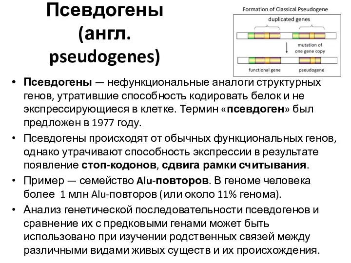 Псевдогены (англ. pseudogenes) Псевдогены — нефункциональные аналоги структурных генов, утратившие способность кодировать белок