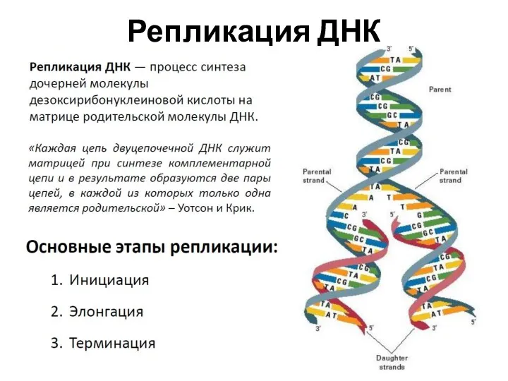 Репликация ДНК