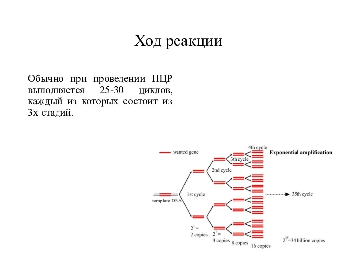 Ход реакции Обычно при проведении ПЦР выполняется 25-30 циклов, каждый из которых состоит из 3х стадий.