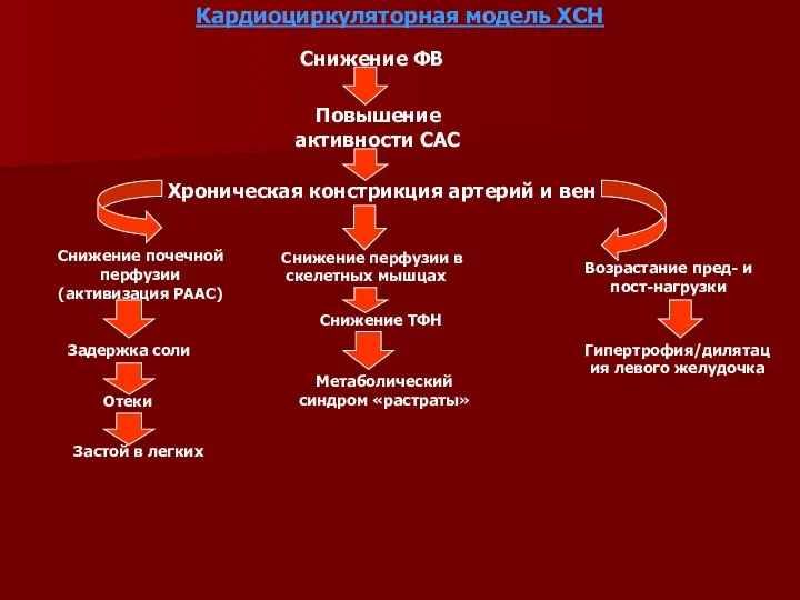 Кардиоциркуляторная модель ХСН Снижение ФВ Повышение активности САС Хроническая констрикция