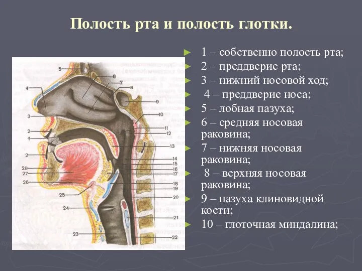 Полость рта и полость глотки. 1 – собственно полость рта;