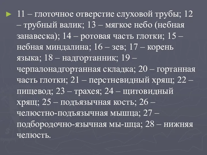 11 – глоточное отверстие слуховой трубы; 12 – трубный валик;