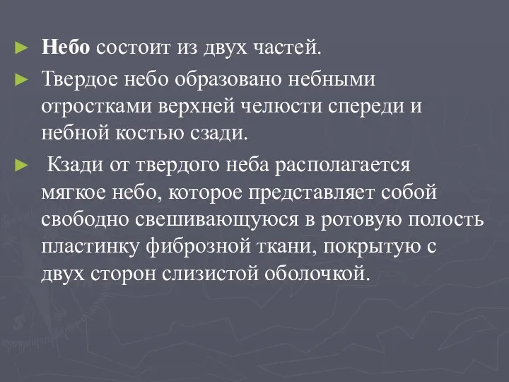 Небо состоит из двух частей. Твердое небо образовано небными отростками