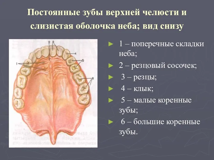 Постоянные зубы верхней челюсти и слизистая оболочка неба; вид снизу