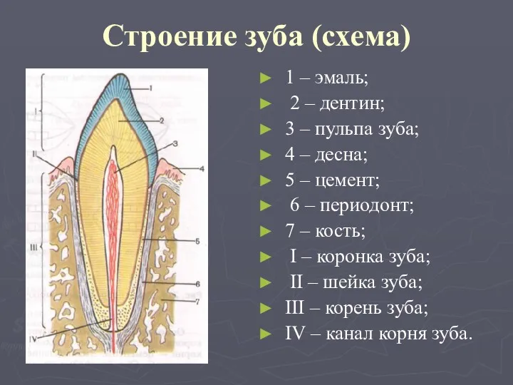 Строение зуба (схема) 1 – эмаль; 2 – дентин; 3