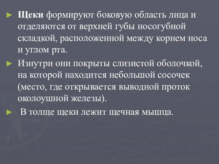 Щеки формируют боковую область лица и отделяются от верхней губы